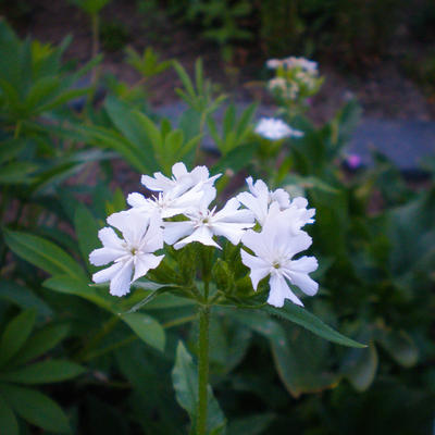 Lychnis chalcedonica 'Alba'