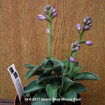 Hosta 'Blue Mouse Ears'