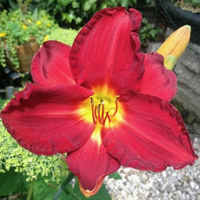 Hemerocallis 'Scarlet Orbit' - 