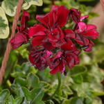 Pelargonium peltatum 'Royal Night' - 