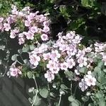 Sutera cordata SCOPIA 'Great Pink Beauty' - 