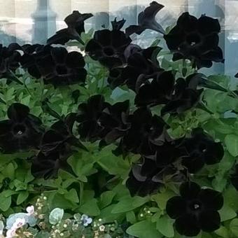 Petunia 'Black Velvet'