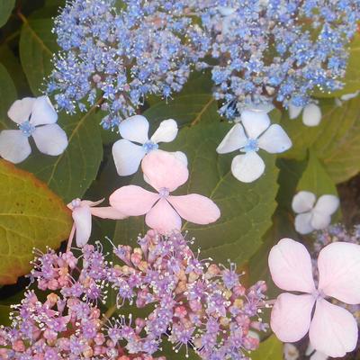 Hydrangea serrata 'Bluebird' - Hydrangea serrata 'Bluebird'