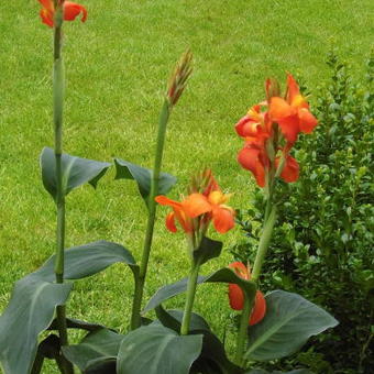 Canna x generalis 'Kreta'