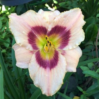 Hemerocallis 'Wineberry Candy'