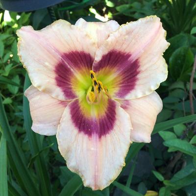 Hemerocallis 'Wineberry Candy' - 