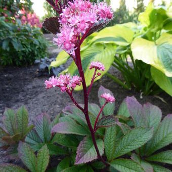 Rodgersia aesculifolia var. henrici 'Cherry Blush'