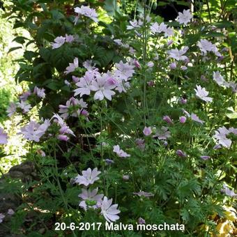 Malva moschata