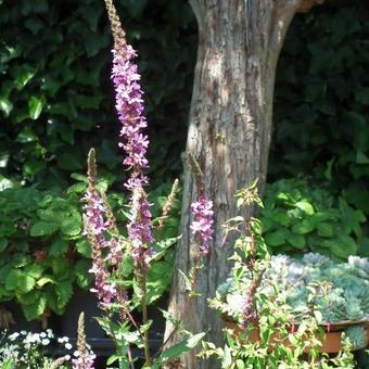 Lythrum salicaria