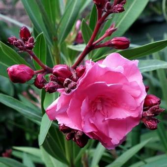 Nerium oleander