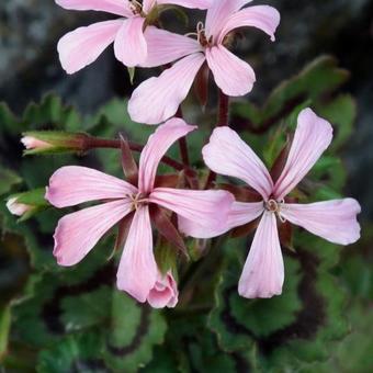 Pelargonium 'Dresden Pink'