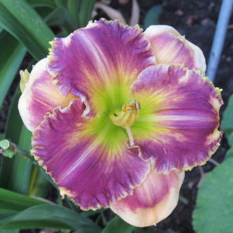 Hemerocallis 'Answering Angels'