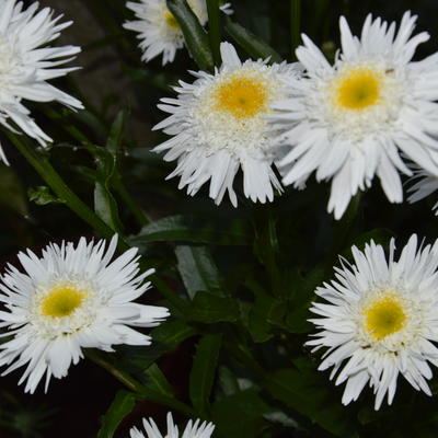 Leucanthemum 'Wirral Supreme'