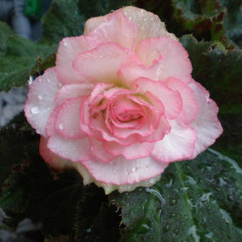 Begonia grandiflorum 'Picotee White Red'