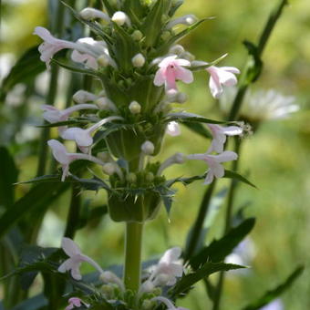 Morina longifolia