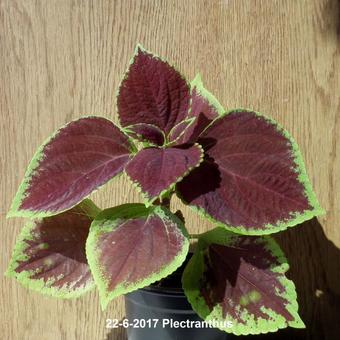 Plectranthus scutellarioides