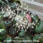 Saxifraga stolonifera 'Japon' - 