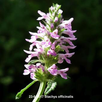 Stachys officinalis