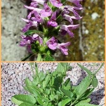 Stachys officinalis