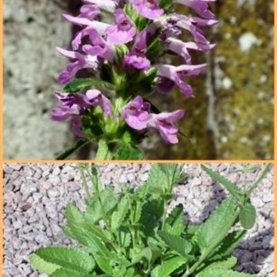 Stachys officinalis - Épiaire officinale - Stachys officinalis