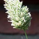 Phalaris canariensis - 