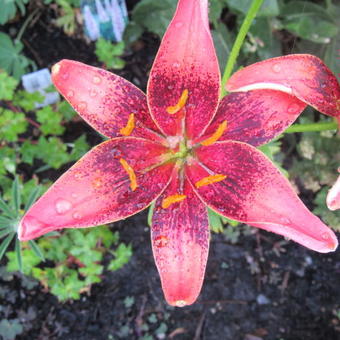 Lilium 'Whistler'