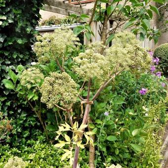 Angelica archangelica