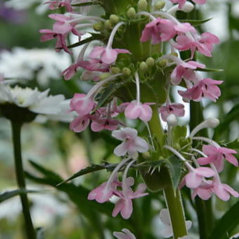 Morina longifolia