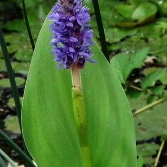 Pontederia cordata