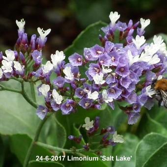 Limonium 'Salt Lake'