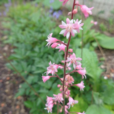 X Heucherella alba 'Bridget Bloom' - X Heucherella alba 'Bridget Bloom'