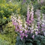 Digitalis x valinii 'Berry Canary' - 