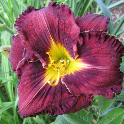 Hemerocallis 'Purplelicious' - 