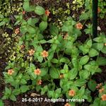 Anagallis arvensis - Mouron des champs