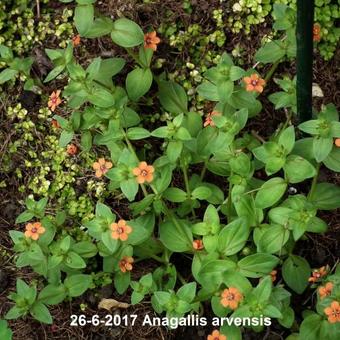 Anagallis arvensis