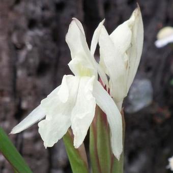 Roscoea x beesiana