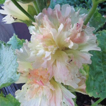 Alcea rosea 'Apricot'