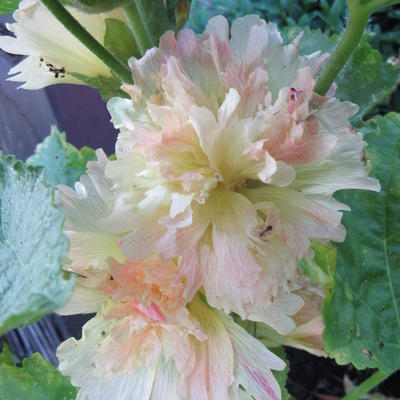 Alcea rosea 'Apricot' - 