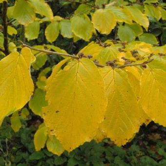 Hamamelis x intermedia