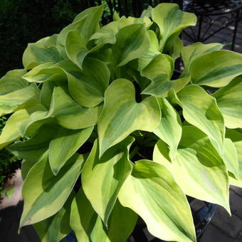 Hosta 'Luna Moth'