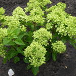 Hydrangea paniculata 'Jane' - 