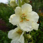 Verbascum 'Governor George Aiken' - 