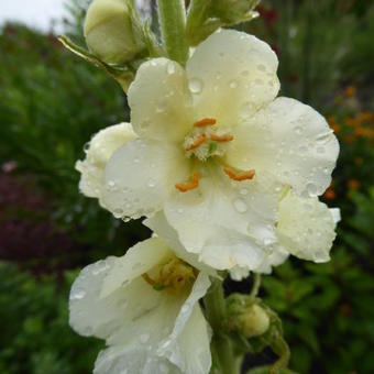 Verbascum 'Governor George Aiken'