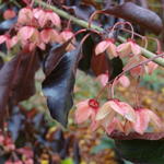 Euonymus grandiflorus 'Red Wine' - 