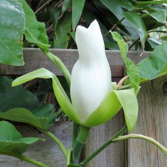 Magnolia macrophylla