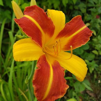 Hemerocallis 'Frans Hals'