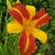 Hemerocallis 'Frans Hals'