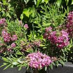 Kalmia  angustifolia ’Rubra’ - 