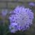 Scabiosa columbaria 'Butterfly Blue'