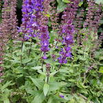 Agastache  'Astello Indigo' - Agastache 'Astello Indigo'